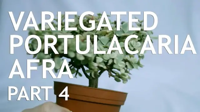 'Video thumbnail for Small Variegated Portulacaria Afra Bonsai, from nursery material, 4'