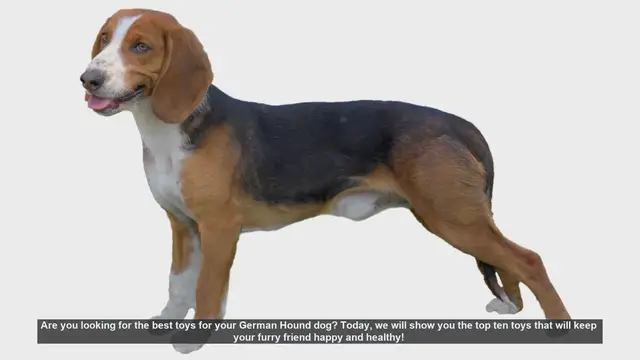 Video thumbnail for Top 10 Toys to Keep Your German Hound Happy and Healthy!