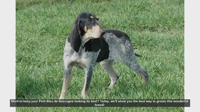 Video thumbnail for Ultimate Grooming Guide for Your Petit Bleu de Gascogne