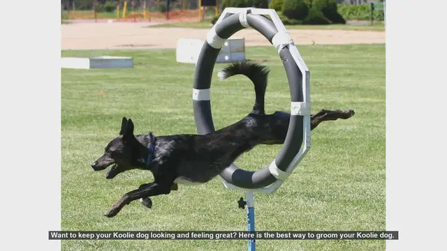 Video thumbnail for Ultimate Guide to Grooming Your Koolie Dog
