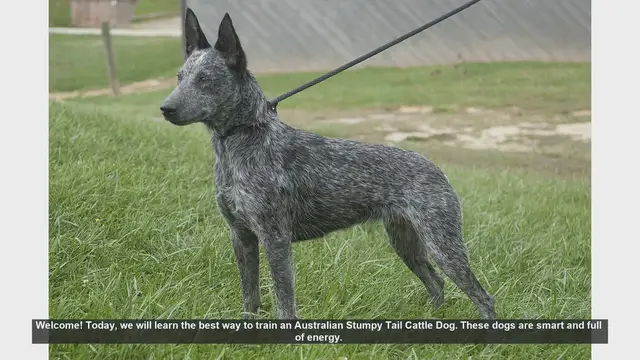 Video thumbnail for How to Train Your Australian Stumpy Tail Cattle Dog: Tips and Tricks
