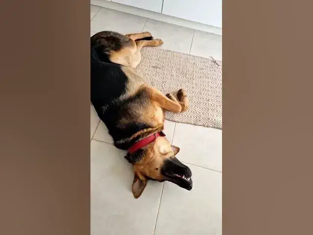 Video thumbnail for I'm not dead, I'm just pretending.