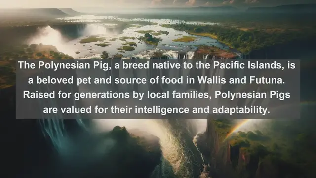 Video thumbnail for Wallis and Futuna's Top 10 Beloved Pets: Explore the Unique Animal Companions of the Pacific Islands