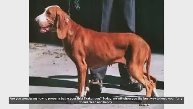 Video thumbnail for How to Bathe Your Erbi Txakur Dog: Step-by-Step Guide