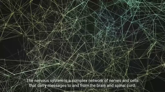 Video thumbnail for Exploring the Nervous System - Structure and Functions