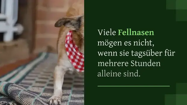 Video thumbnail for Hund bellt, wenn er alleine ist – Nachbarn beschweren sich?