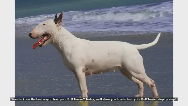 Video thumbnail for How to Train Your Bull Terrier: Step-by-Step Guide