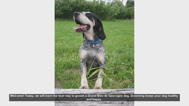 Video thumbnail for Ultimate Guide to Grooming Your Grand Bleu de Gascogne Dog