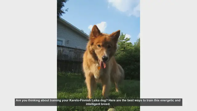 Video thumbnail for Top Tips for Training Your Karelo-Finnish Laika