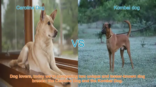 Video thumbnail for Carolina Dog vs. Kombai Dog: A Comparative Guide
