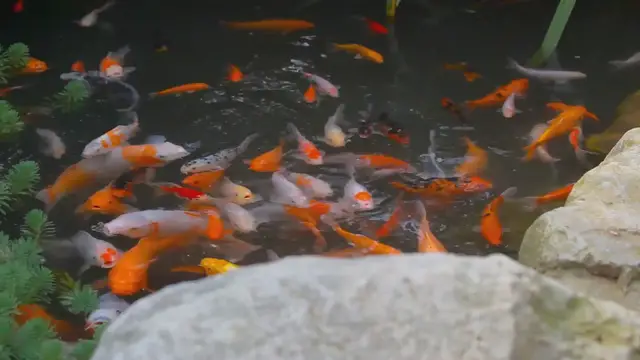 Video thumbnail for Boost Your Koi Fish Growth with Probiotics