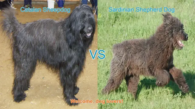 Video thumbnail for Catalan Sheepdog vs. Sardinian Shepherd Dog: A Comparison of Long-Haired Breeds