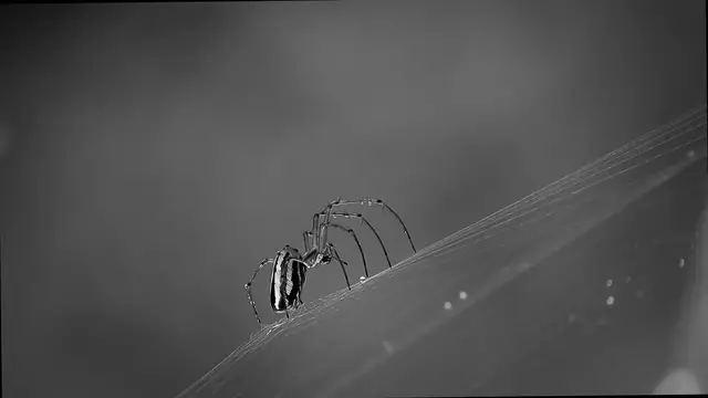'Video thumbnail for 12 Dangerous Bugs in Texas You Should Know to Stay Safe'