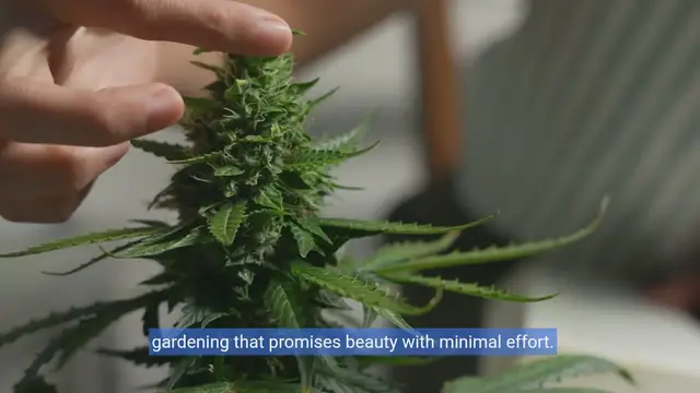 Video thumbnail for Effortless Blooms:Your Guide to a Low-Maintenance Flower Garden