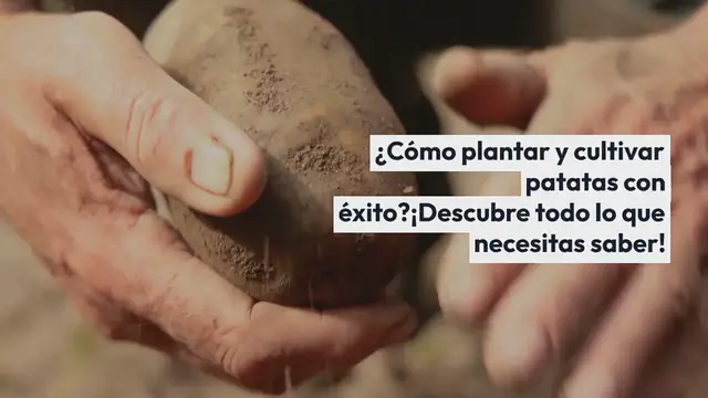 Video thumbnail for ¿Cómo plantar y cultivar patatas con éxito? ¡Descubre todo lo que necesitas saber!