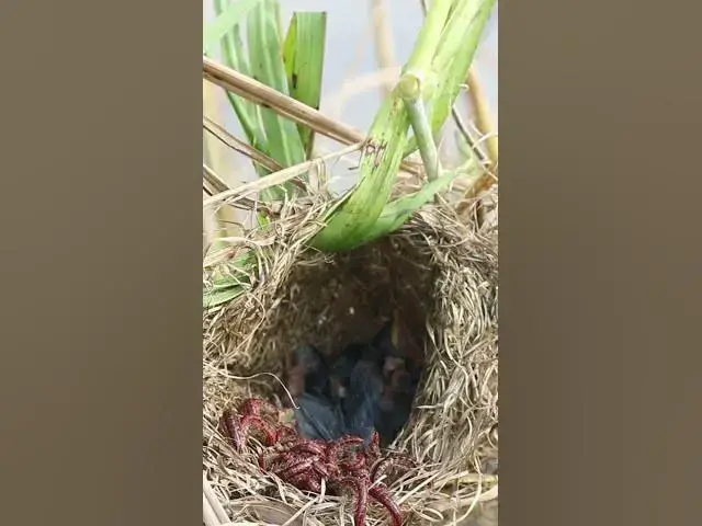 'Video thumbnail for Babies Bird Cries Feed Eat (EP-83)  #birds #nature #birdfeeding #birdwatching'