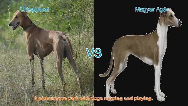 Video thumbnail for Comparing Chippiparai vs. Magyar Agár: A Guide to Long-Leg Dog Breeds