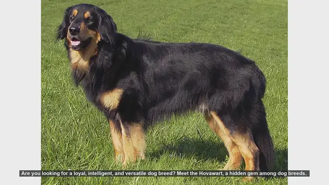Video thumbnail for Discover the Hovawart: The Loyal and Versatile Dog Breed