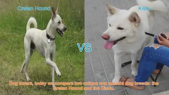 Video thumbnail for Cretan Hound vs. Kishu: A Comparison of Ancient Dog Breeds