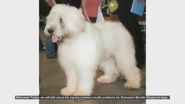 Video thumbnail for Top 10 Health Problems in Romanian Mioritic Shepherd Dogs