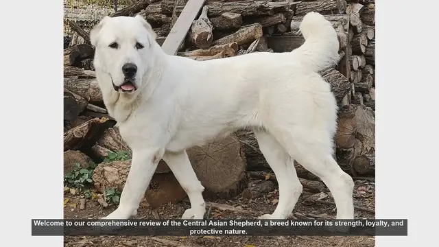 Video thumbnail for Central Asian Shepherd: The Ultimate Guardian Dog - Comprehensive Review