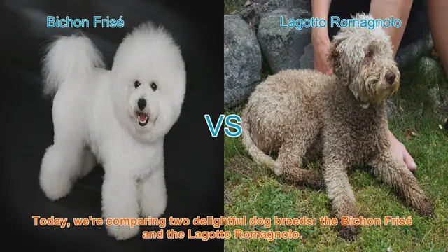 Video thumbnail for Bichon Frisé vs. Lagotto Romagnolo: A Comparison of Delightful Dog Breeds