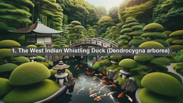 Video thumbnail for Exploring the Avian Treasures of Turks and Caicos: Top 10 Native Birds