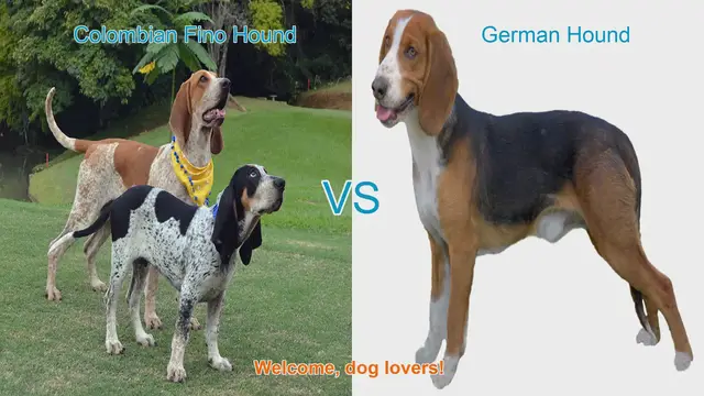 Video thumbnail for Colombian Fino Hound vs. German Hound: A Comparison of Two Unique Dog Breeds