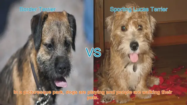 Video thumbnail for Border Terrier vs. Sporting Lucas Terrier: A Breed Comparison
