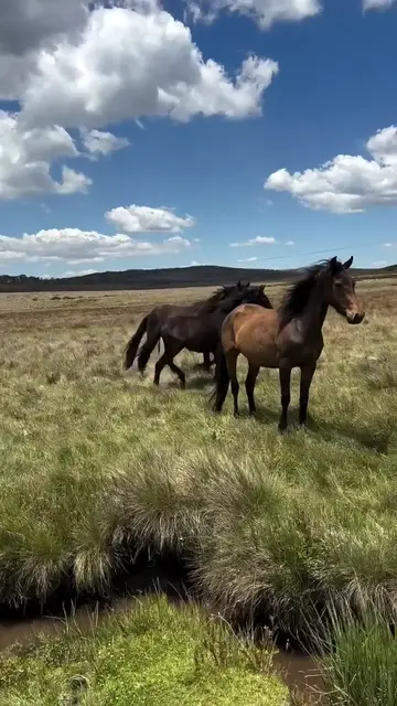 Video thumbnail for Potro sendo resgatado por garota