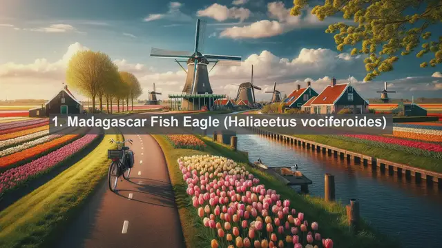 Video thumbnail for Unveiling Madagascar's Avian Treasures: Top 10 Native Birds in the Island of Endemicity