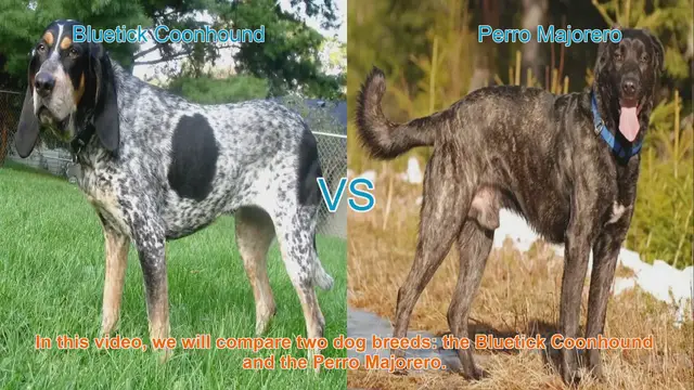 Video thumbnail for Bluetick Coonhound vs. Perro Majorero: A Comprehensive Breed Comparison