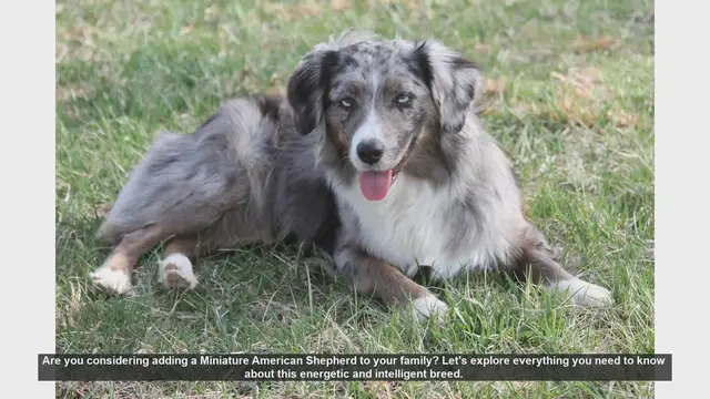 Video thumbnail for Miniature American Shepherd: Everything You Need to Know