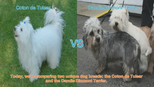 Video thumbnail for Coton de Tulear vs. Dandie Dinmont Terrier: A Breed Comparison