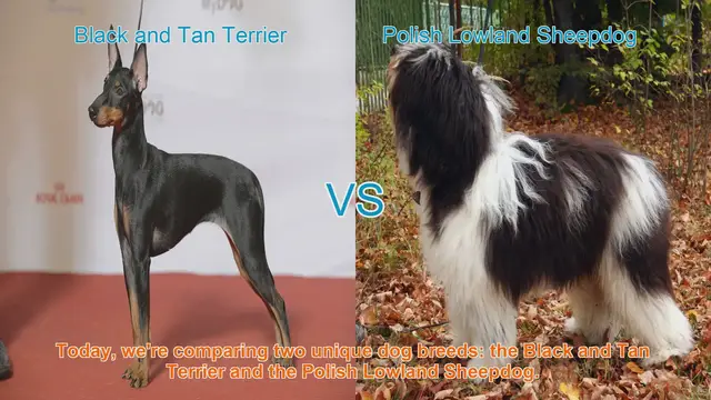 Video thumbnail for Comparing Black and Tan Terrier vs. Polish Lowland Sheepdog