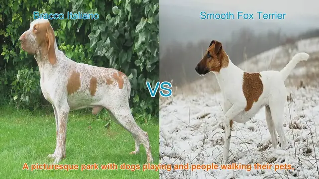 Video thumbnail for Bracco Italiano vs. Smooth Fox Terrier: A Comparison of Two Distinct Dog Breeds