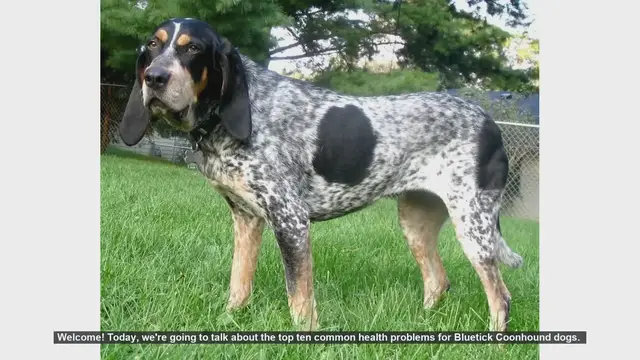 Video thumbnail for Top 10 Common Health Problems in Bluetick Coonhounds