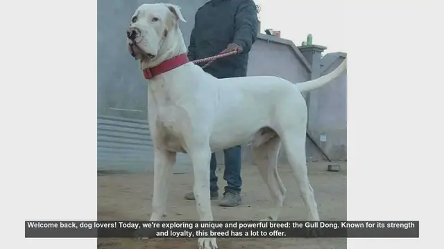 Video thumbnail for Gull Dong: Pros and Cons of This Powerful Breed