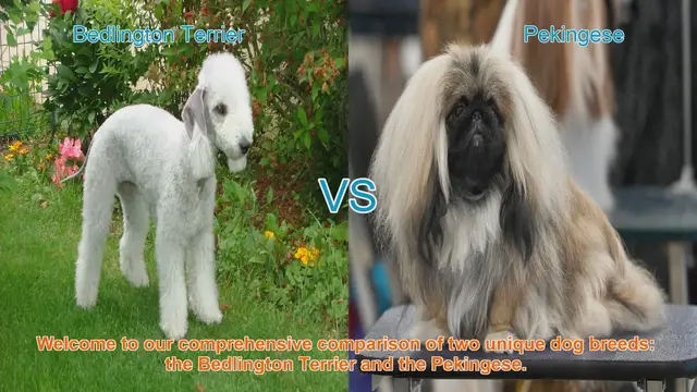 Video thumbnail for Bedlington Terrier vs. Pekingese: A Comprehensive Breed Comparison