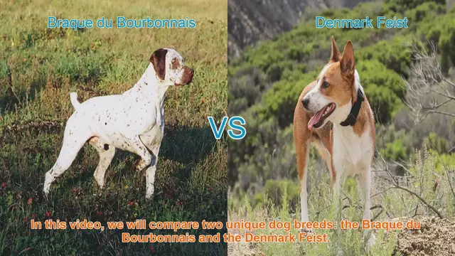 Video thumbnail for Comparing Braque du Bourbonnais and Denmark Feist: A Comprehensive Guide