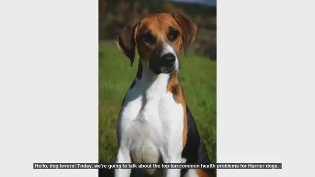 Video thumbnail for Top 10 Common Health Problems in Harrier Dogs
