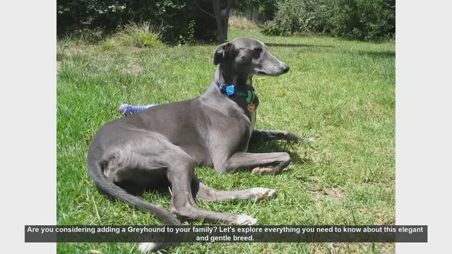 Video thumbnail for Greyhounds: The Ultimate Guide to This Elegant and Gentle Breed