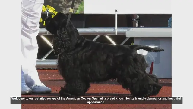 Video thumbnail for American Cocker Spaniel: A Detailed Review