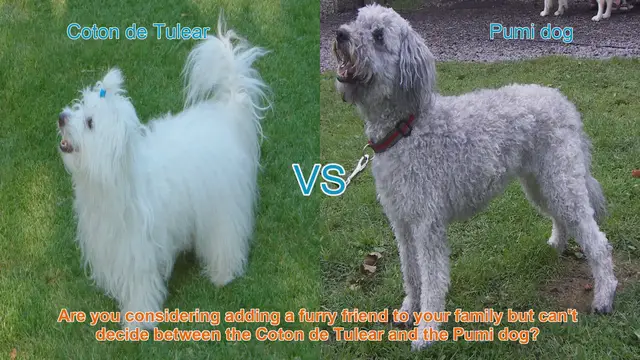 Video thumbnail for Coton de Tulear vs. Pumi: A Comprehensive Comparison