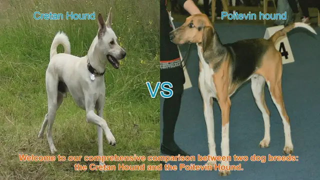 Video thumbnail for Cretan Hound vs. Poitevin Hound: A Comprehensive Breed Comparison