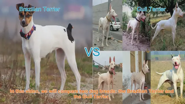 Video thumbnail for Brazilian Terrier vs. Gull Terrier: A Comprehensive Comparison