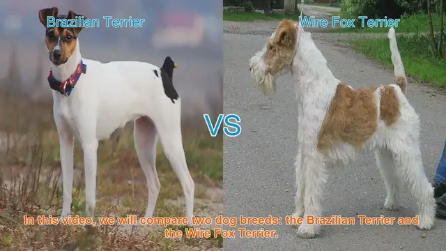 Video thumbnail for Brazilian Terrier vs. Wire Fox Terrier: A Breed Comparison