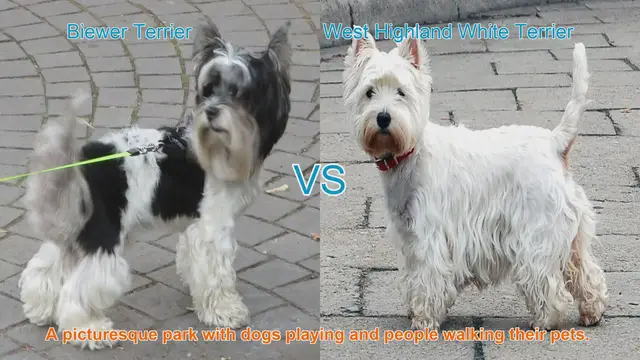 Video thumbnail for Biewer Terrier vs. West Highland White Terrier: A Comparison