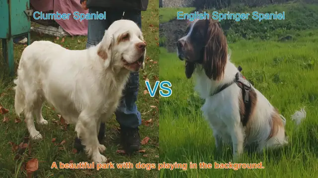 Video thumbnail for Clumber Spaniel vs. English Springer Spaniel: A Comprehensive Comparison