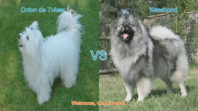 Video thumbnail for Coton de Tulear vs. Keeshond: A Comparison of Two Charming Long-Haired Dog Breeds